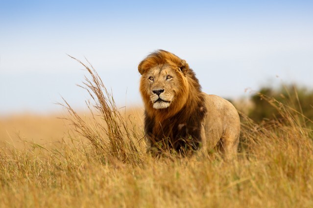 Beautiful Lion Caesar in the golden grass of Masai Mara, Kenya